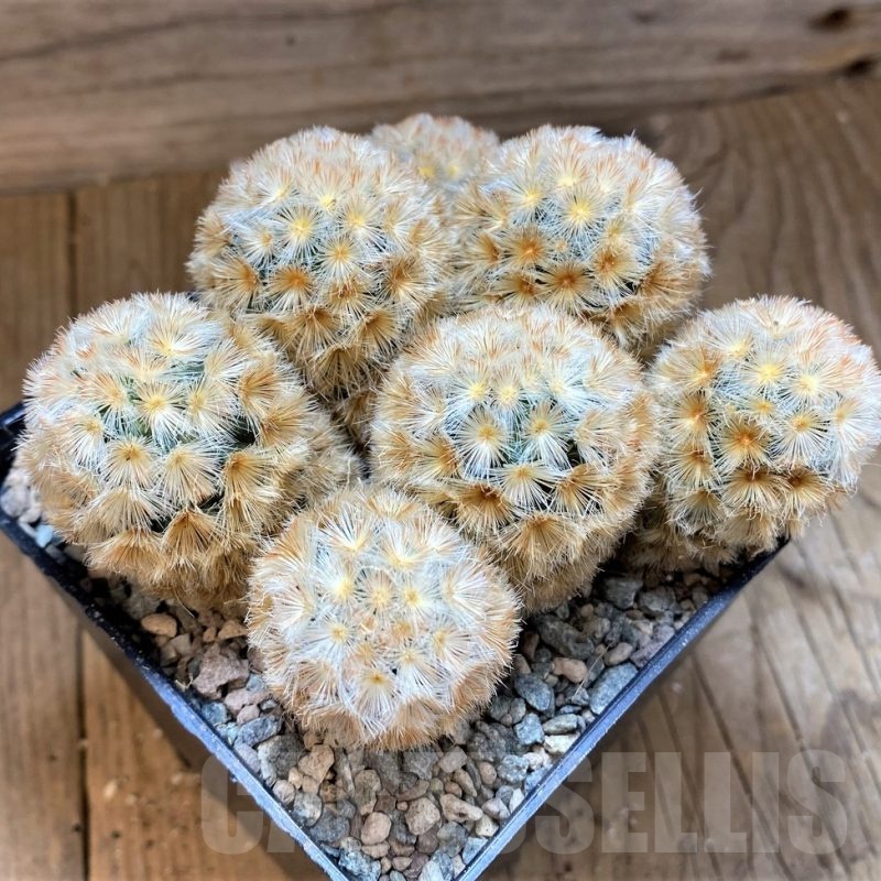 SH24068 Mammillaria carmenae
