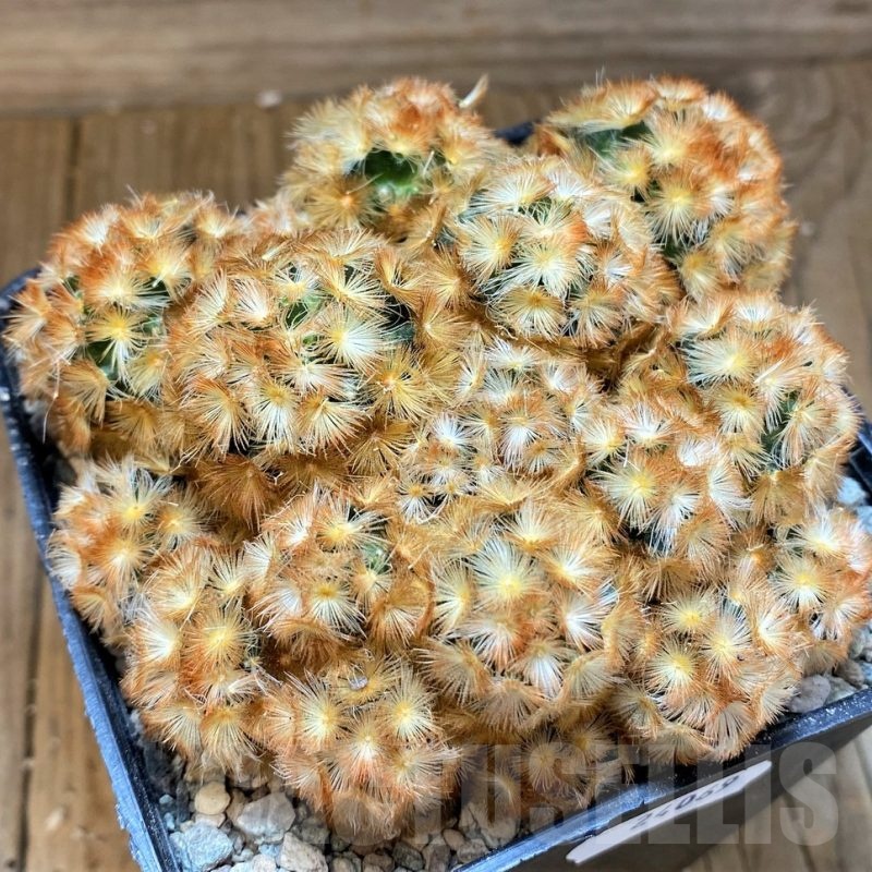 SH24069 Mammillaria carmenae