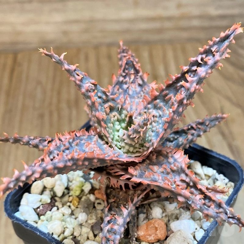 SH24009 Aloe TCT hybrid