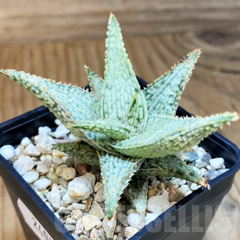SH24010 Aloe TCT hybrid
