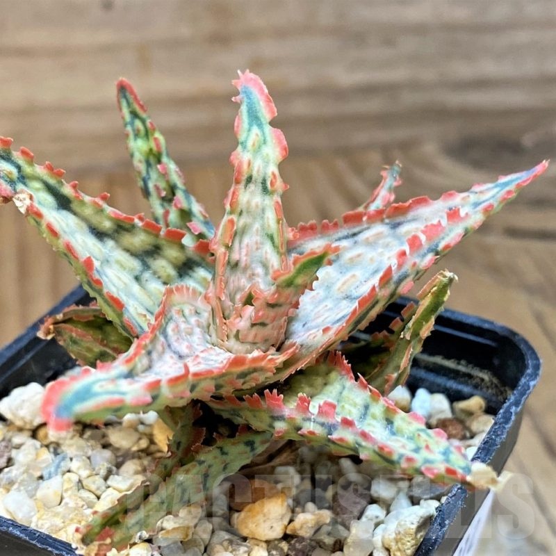 SH24012 Aloe TCT hybrid