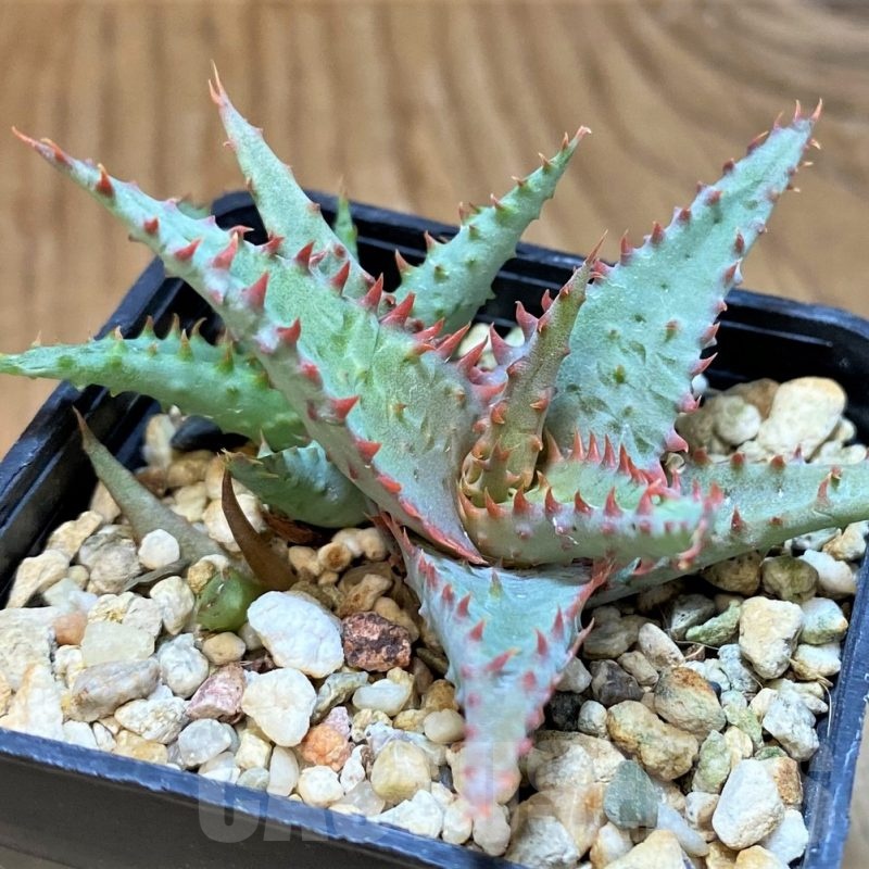 SH24013 Aloe TCT hybrid