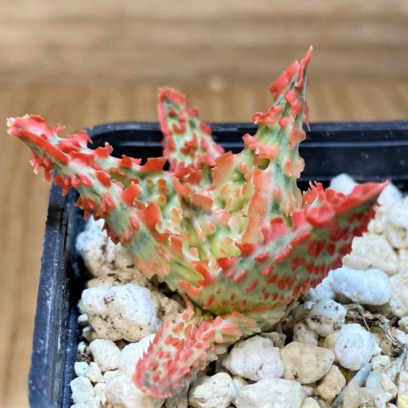 SH24014 Aloe TCT hybrid