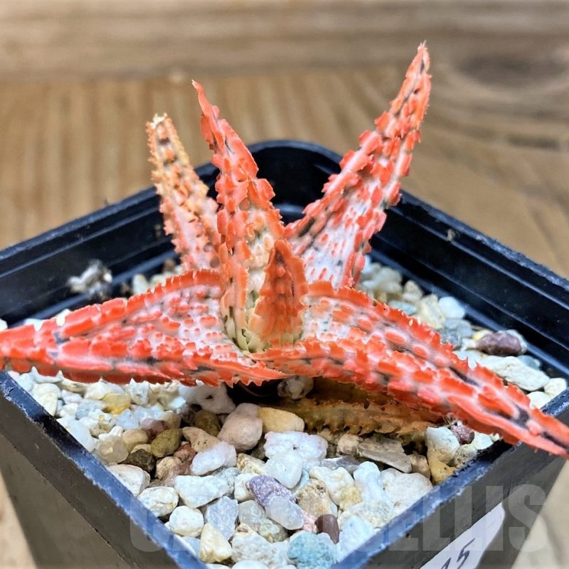 SH24015 Aloe TCT hybrid