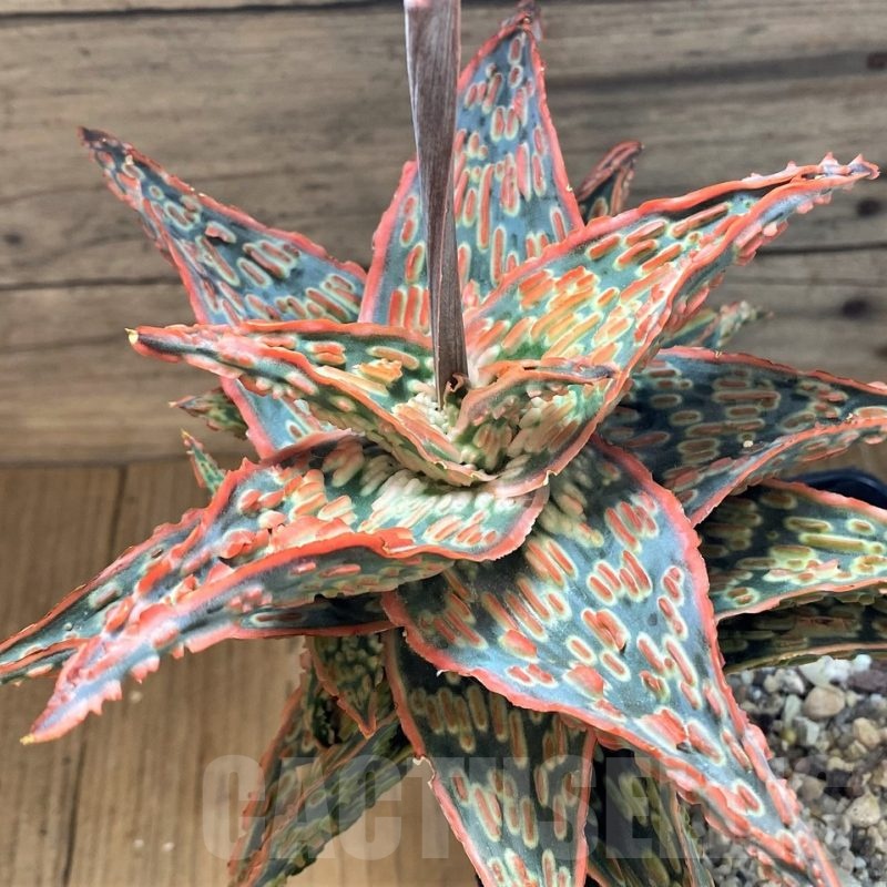 SH24001 Aloe TCT hybrid