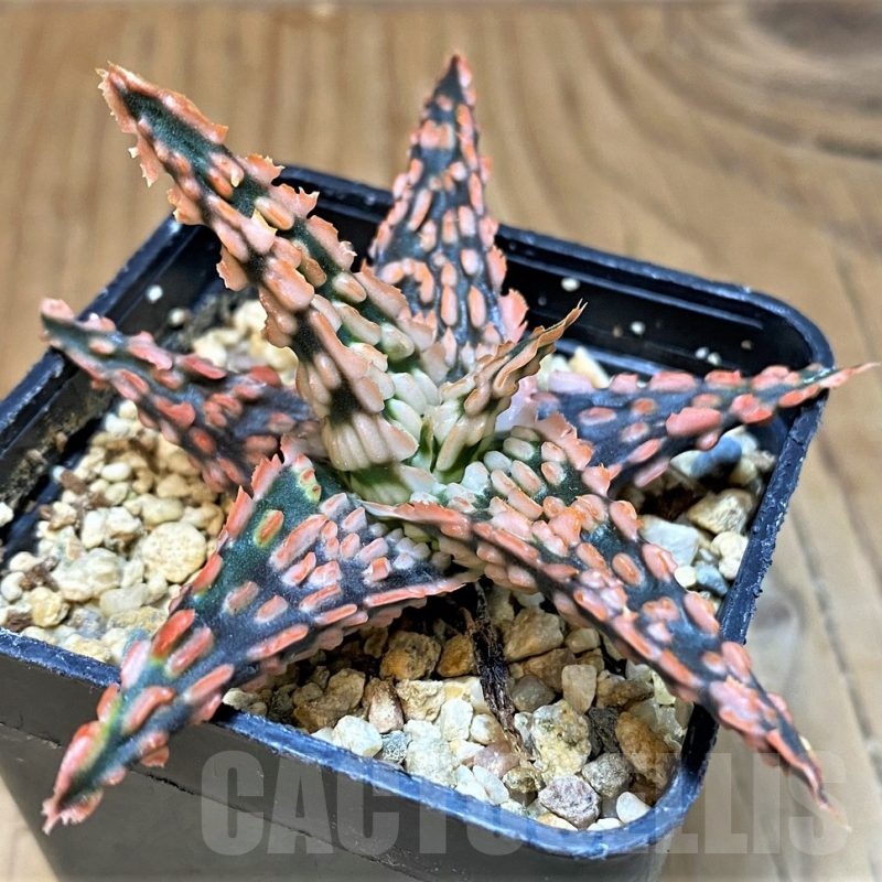 SH24019 Aloe TCT hybrid