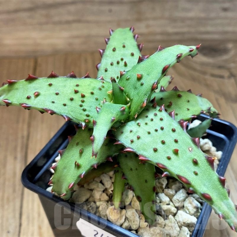 SH24022 Aloe castilloniae hybrid