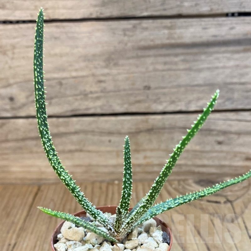 SH24023 Aloe delicatifolia