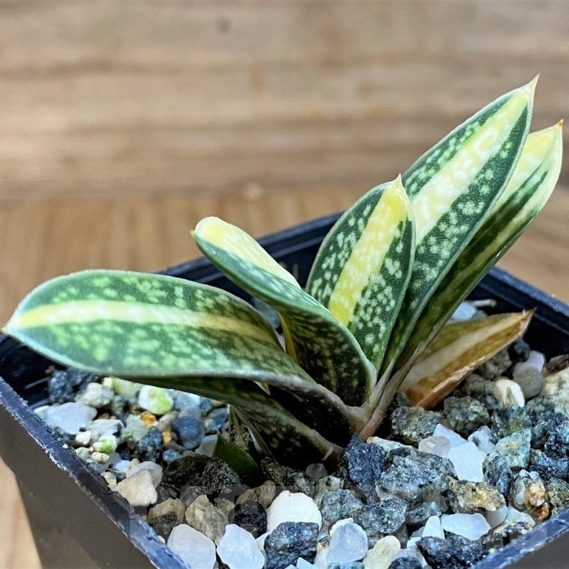 SH24024 Gasteria hybrid f. variegata