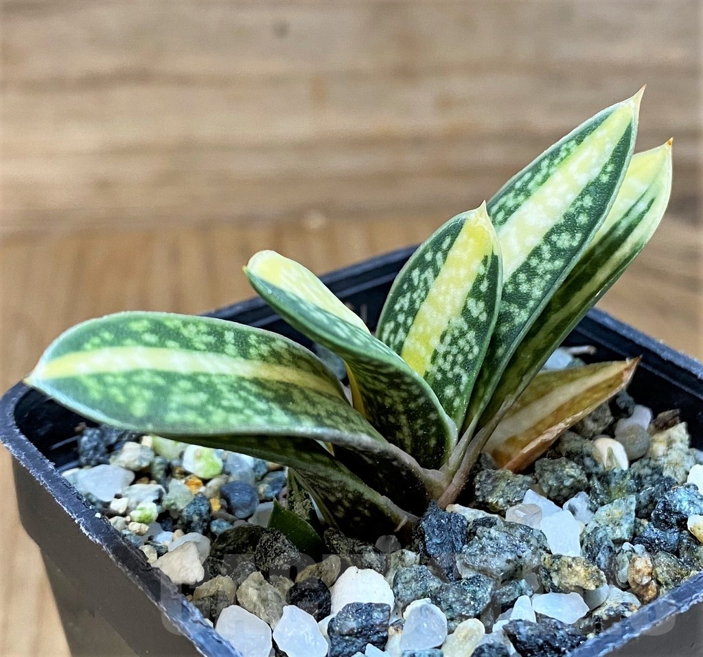 SH24024 Gasteria hybrid f. variegata