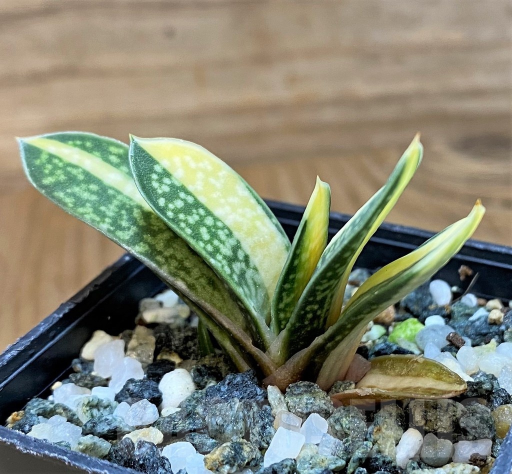 SH24024 Gasteria hybrid f. variegata - Image 2