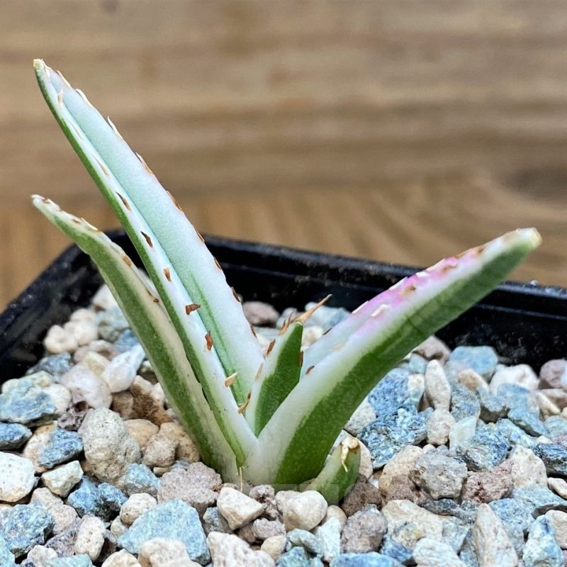 SH24025 Agave victoriae-reginae 'White Rhino'