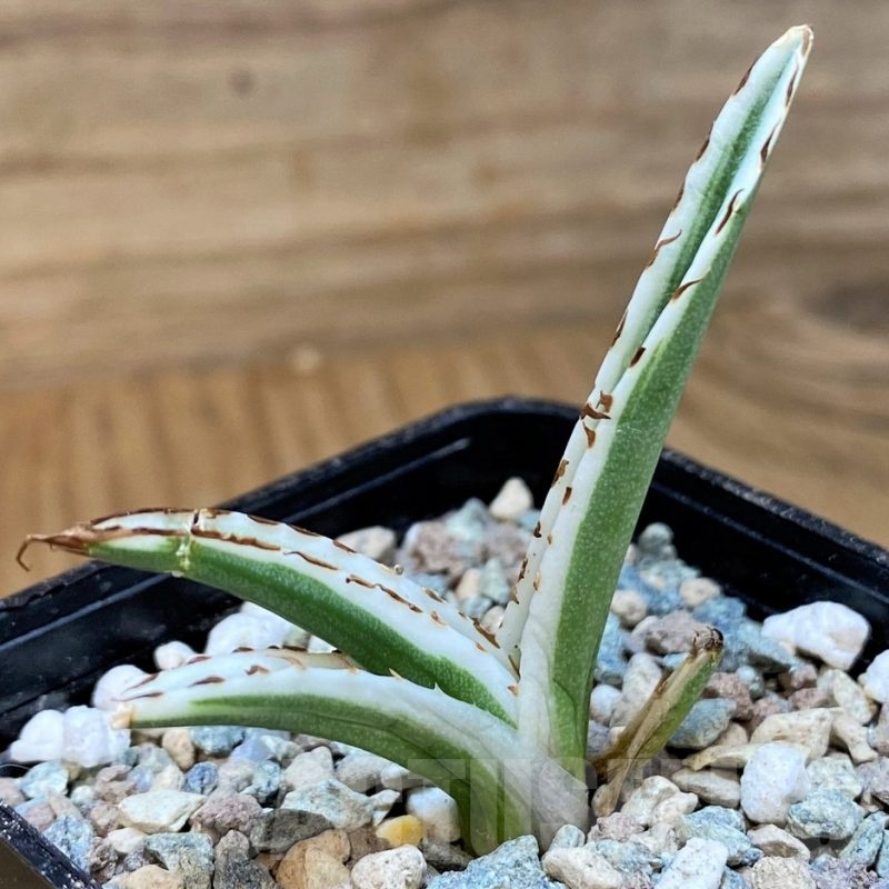 SH24026 Agave victoriae-reginae 'White Rhino'