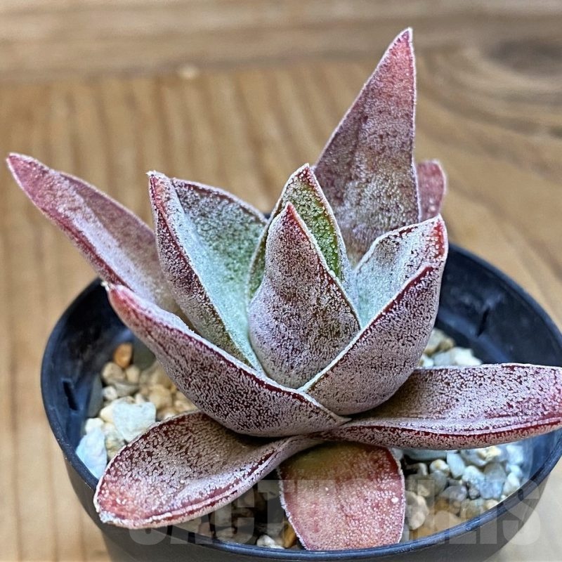 SH24027 Crassula ‘Garnet Lotus’