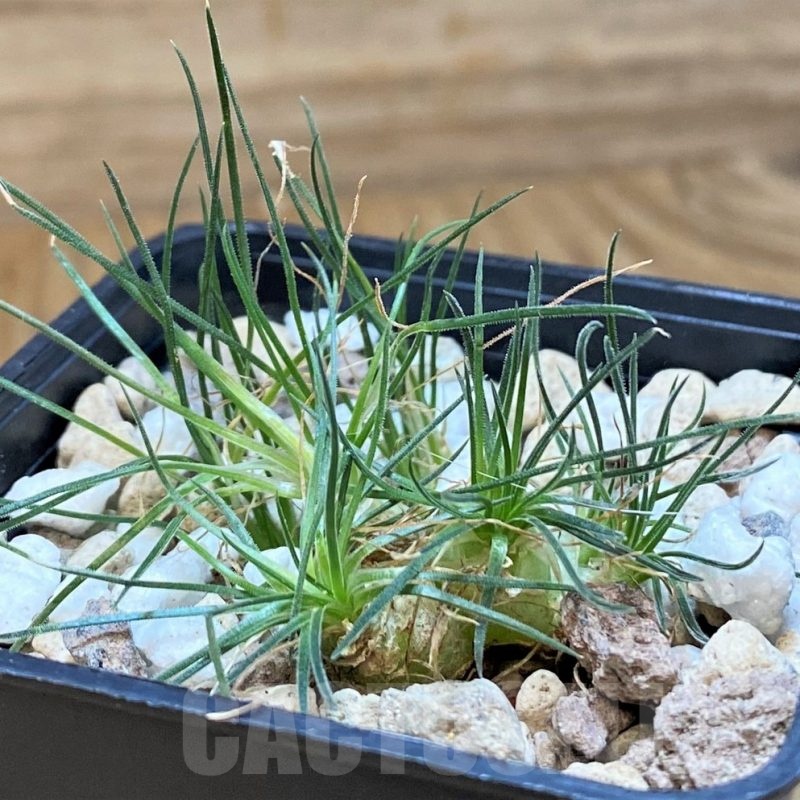 SH24028 Ornithogalum lithopsoides