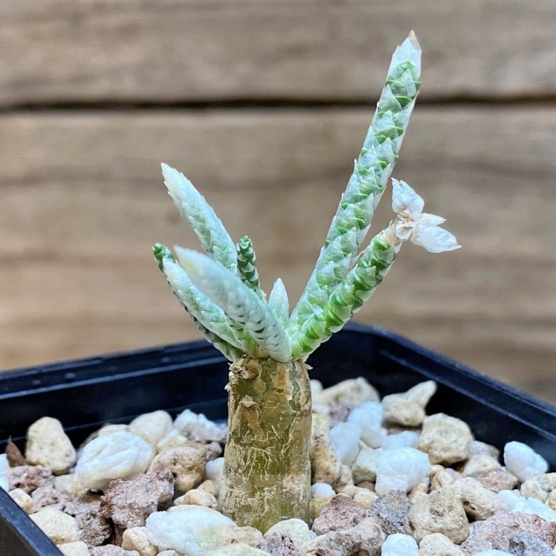 SH24029 Avonia quinaria, pink flower