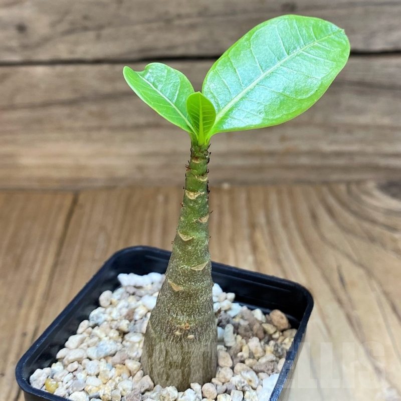 SH24030 Adenium arabicum ‘Black Body’