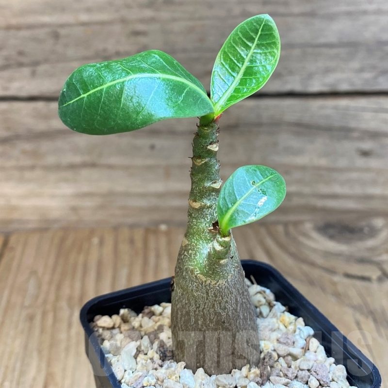SH24031 Adenium arabicum ‘Black Body’