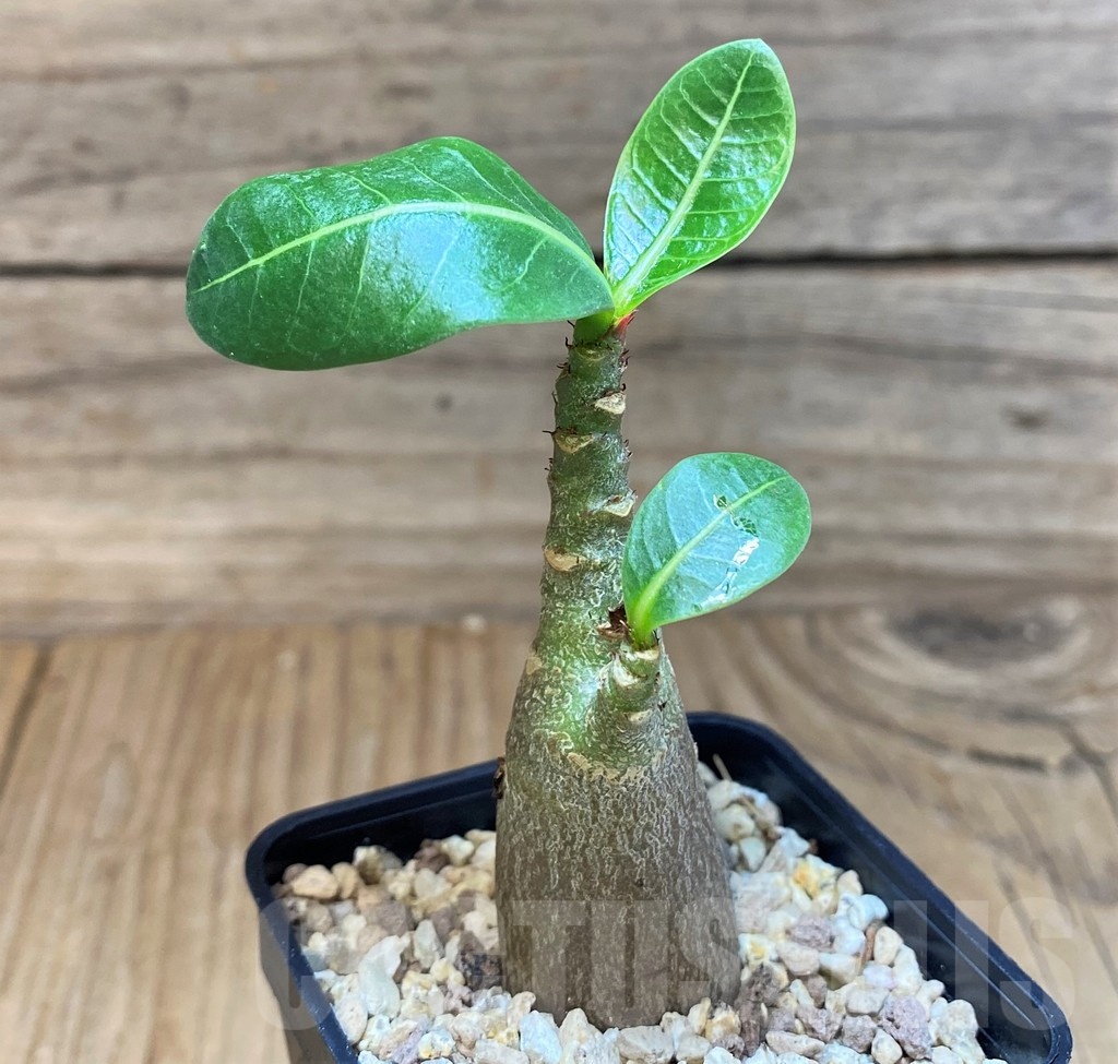 SH24031 Adenium arabicum ‘Black Body’