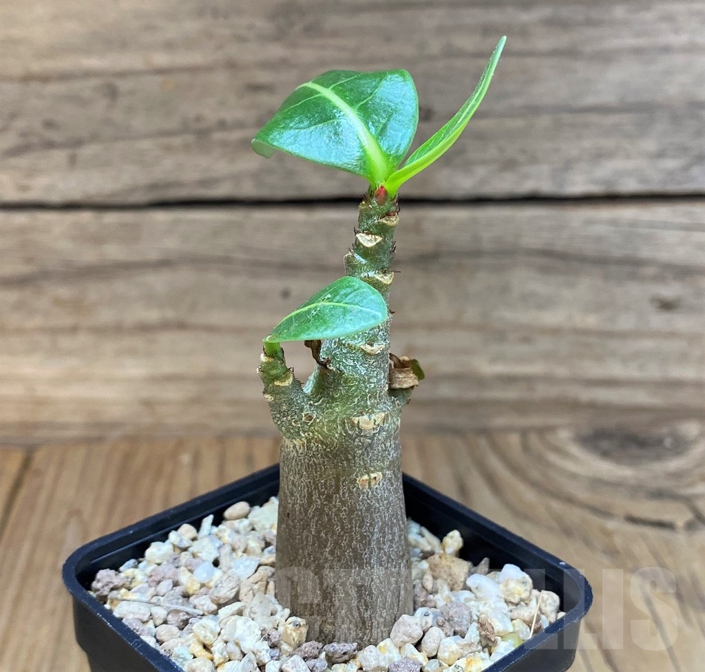 SH24031 Adenium arabicum ‘Black Body’ - Image 2