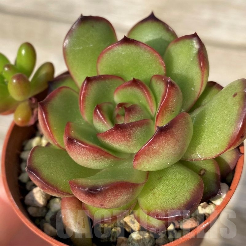 SH25095 Echeveria ‘Mont Blanc’ hybrid