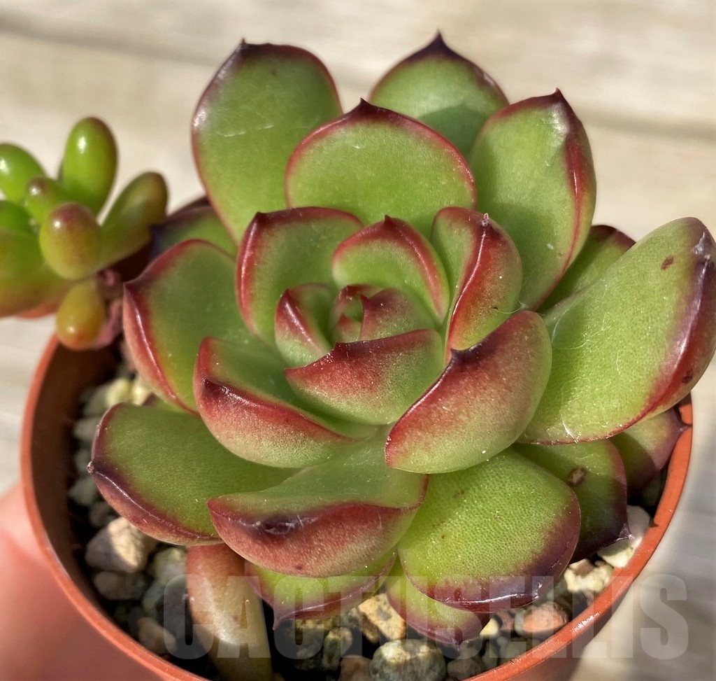 SH25095 Echeveria ‘Mont Blanc’ hybrid