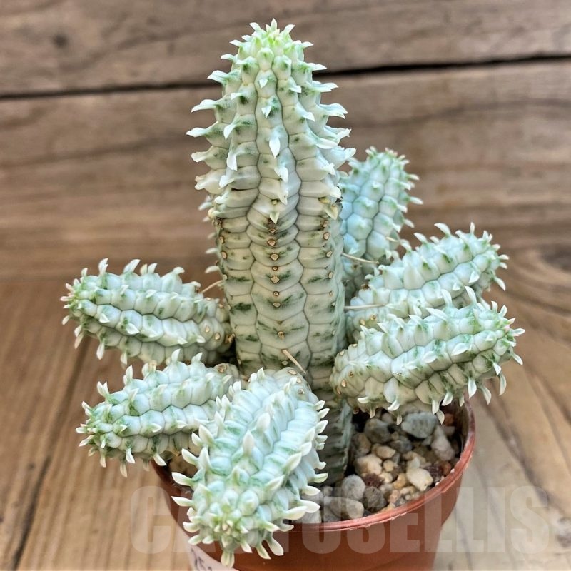 SH25127 Euphorbia mammillaris f. variegata