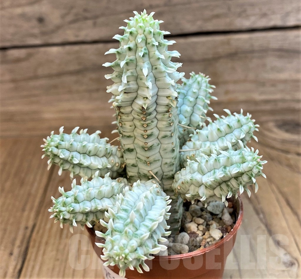 SH25127 Euphorbia mammillaris f. variegata