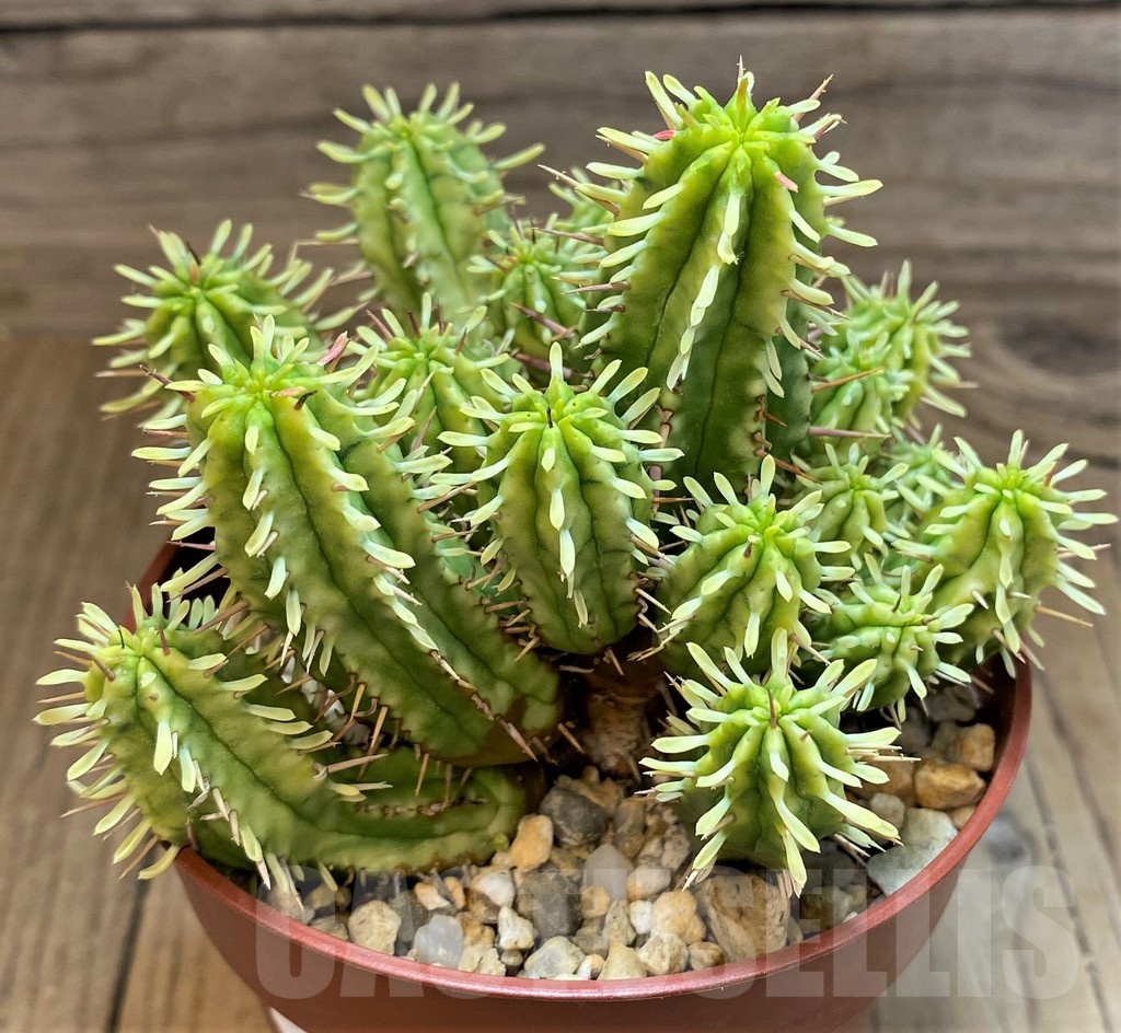 SH25128 Euphorbia aggregata f. variegata - Image 2