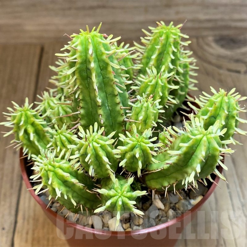 SH25128 Euphorbia aggregata f. variegata