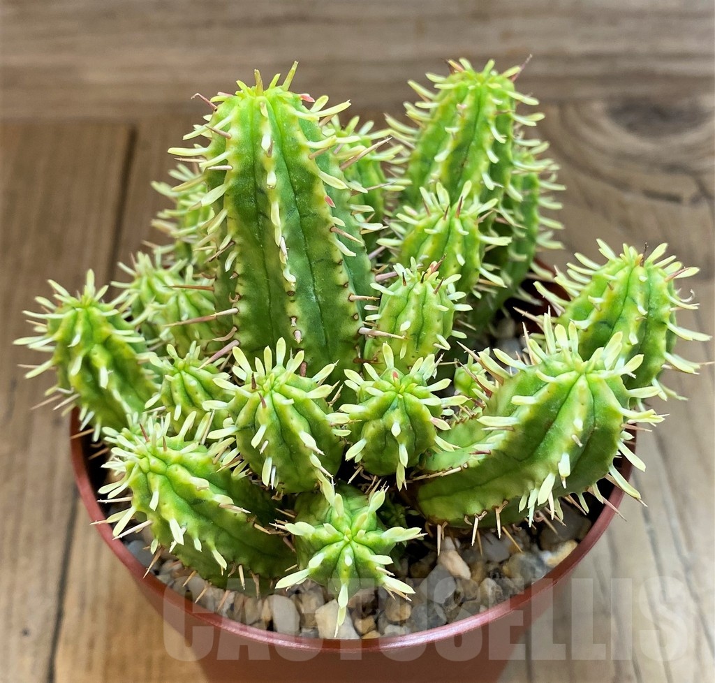 SH25128 Euphorbia aggregata f. variegata