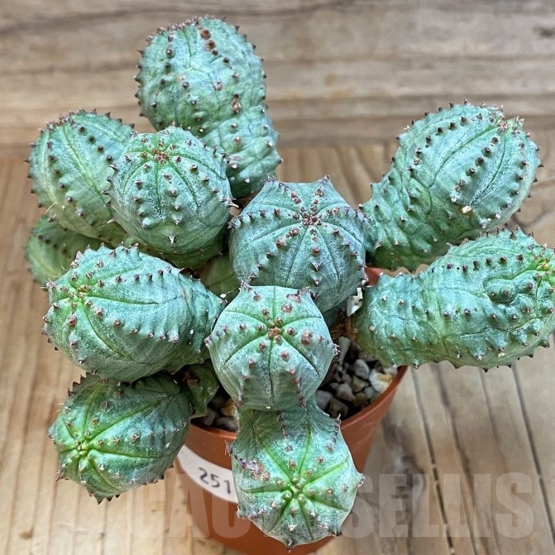SH25129 Euphorbia pseudoglobosa