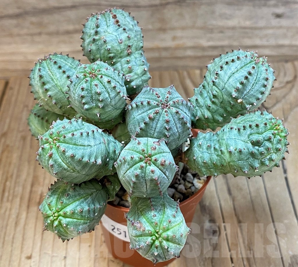 SH25129 Euphorbia pseudoglobosa