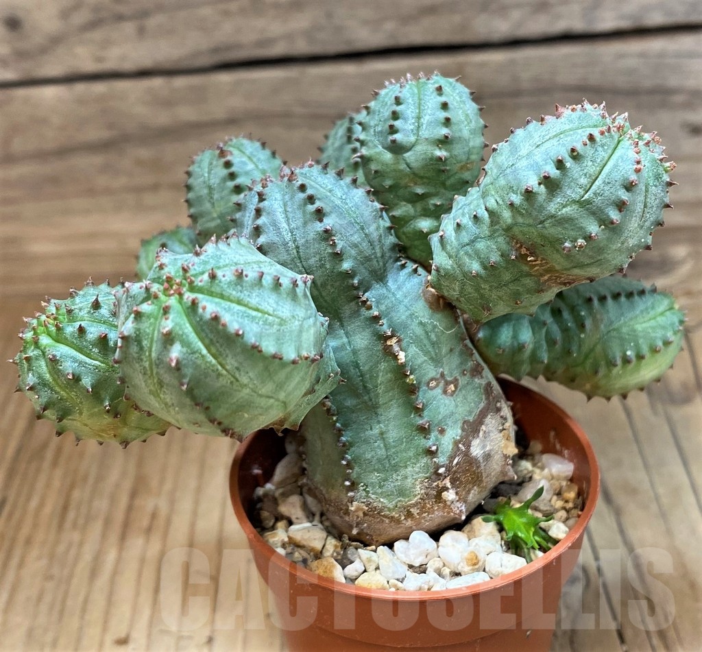 SH25129 Euphorbia pseudoglobosa – Bild 2