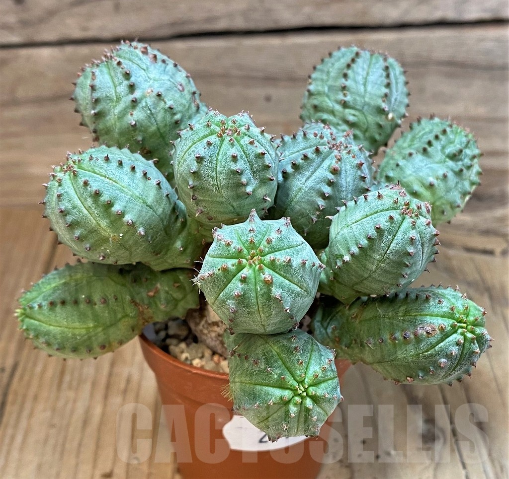 SH25129 Euphorbia pseudoglobosa – Bild 3