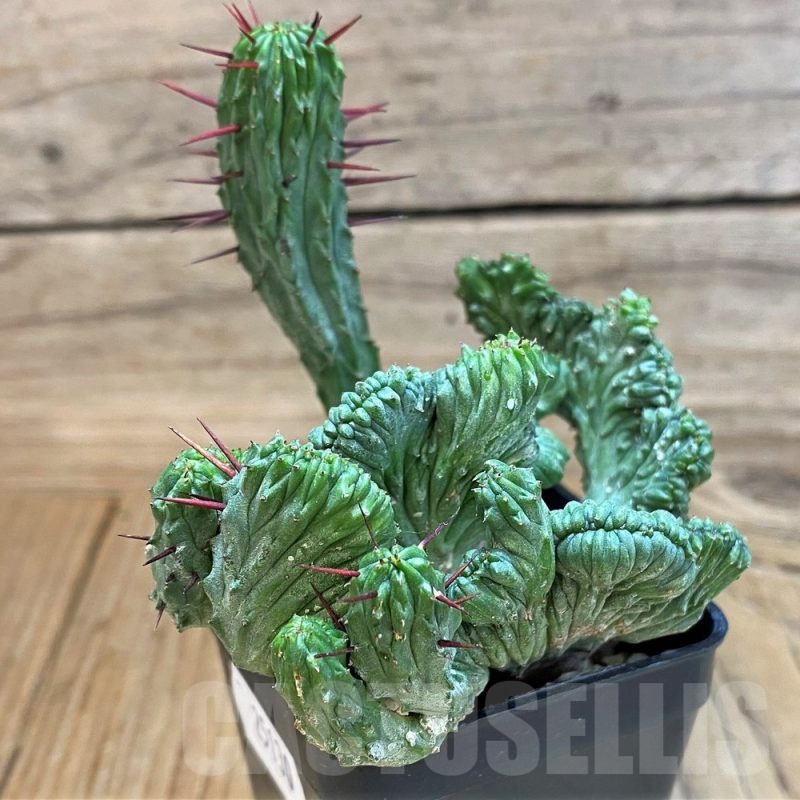 SH25130 Euphorbia enopla f. cristata