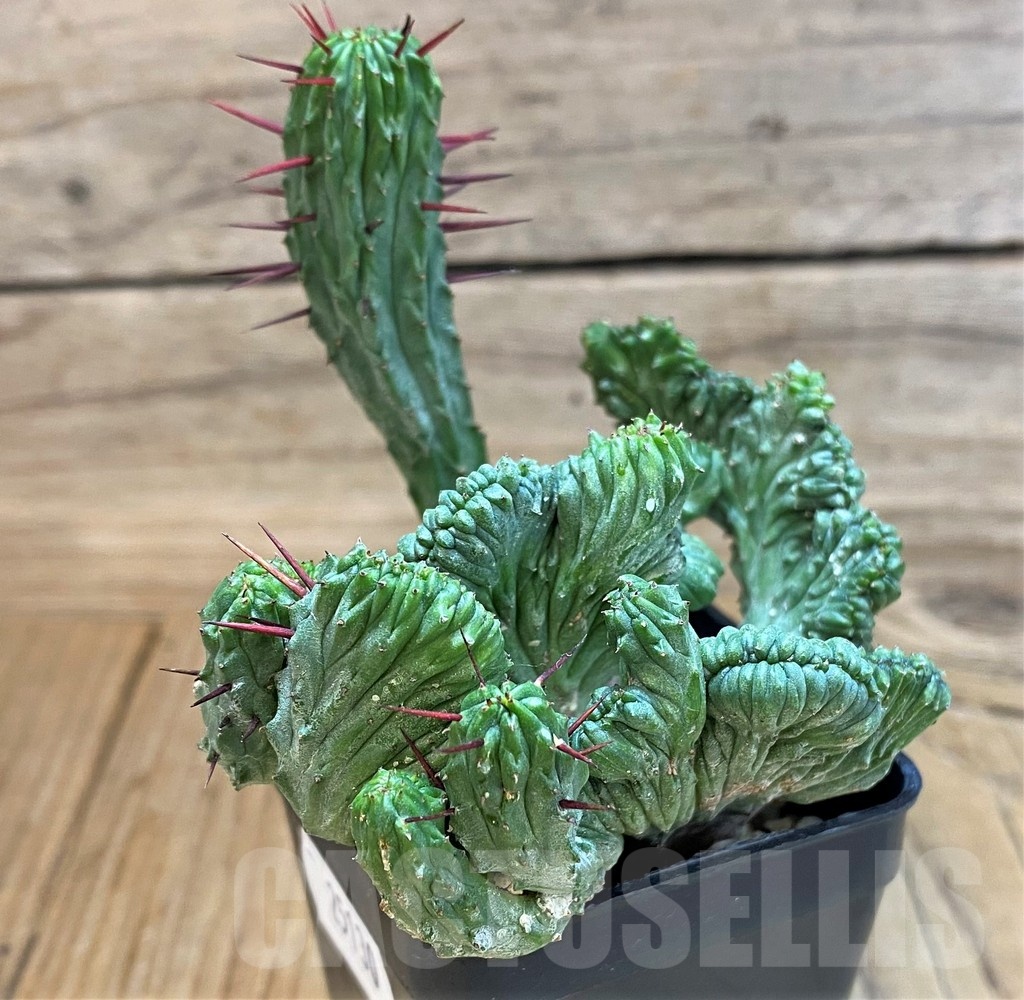 SH25130 Euphorbia enopla f. cristata