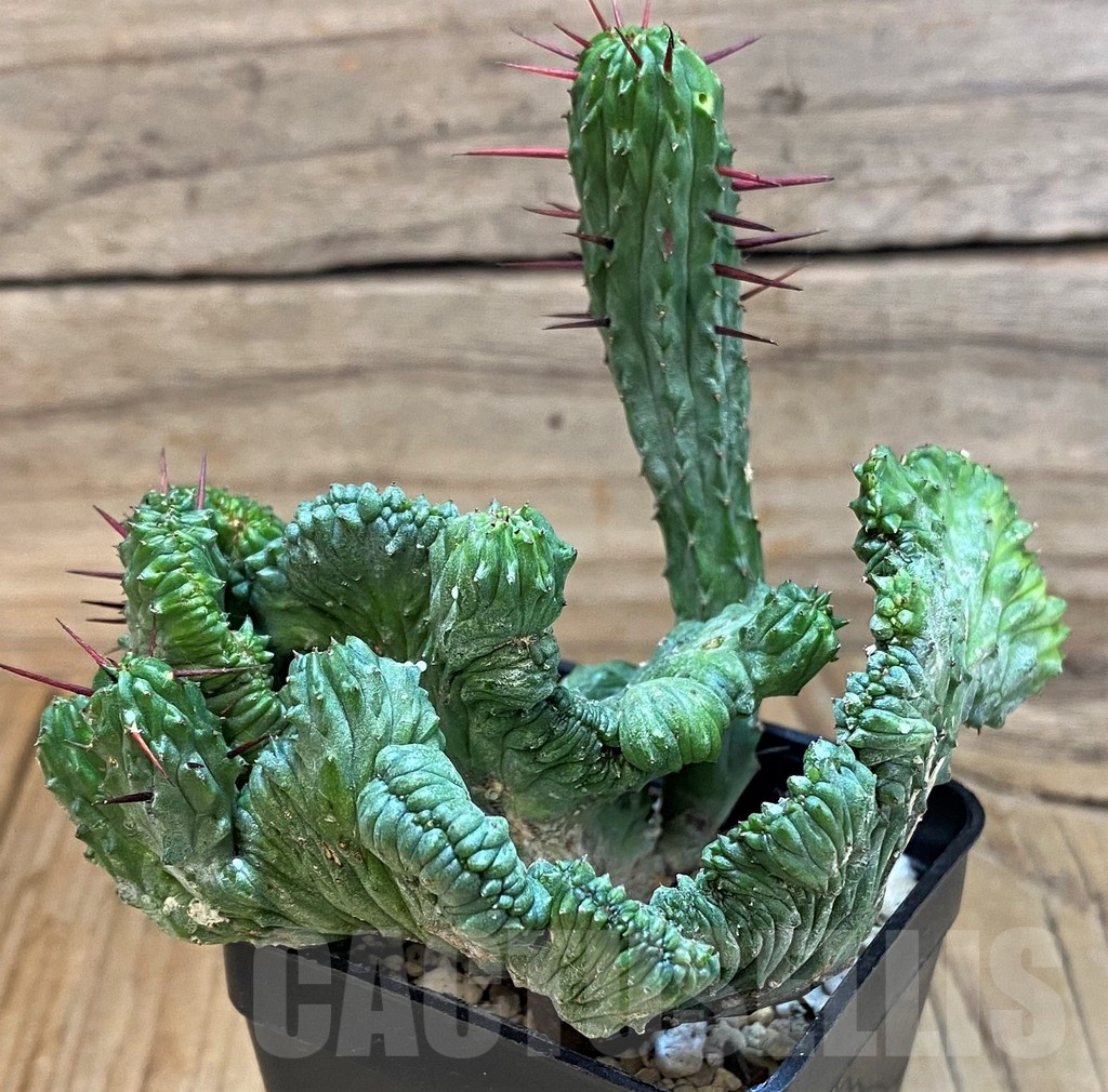 SH25130 Euphorbia enopla f. cristata – Bild 2