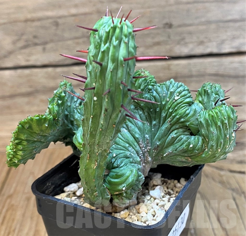 SH25130 Euphorbia enopla f. cristata – Bild 3