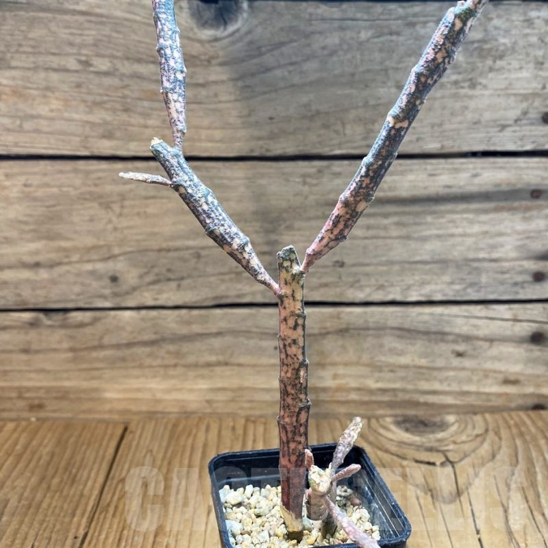 SH25131 Euphorbia platyclada