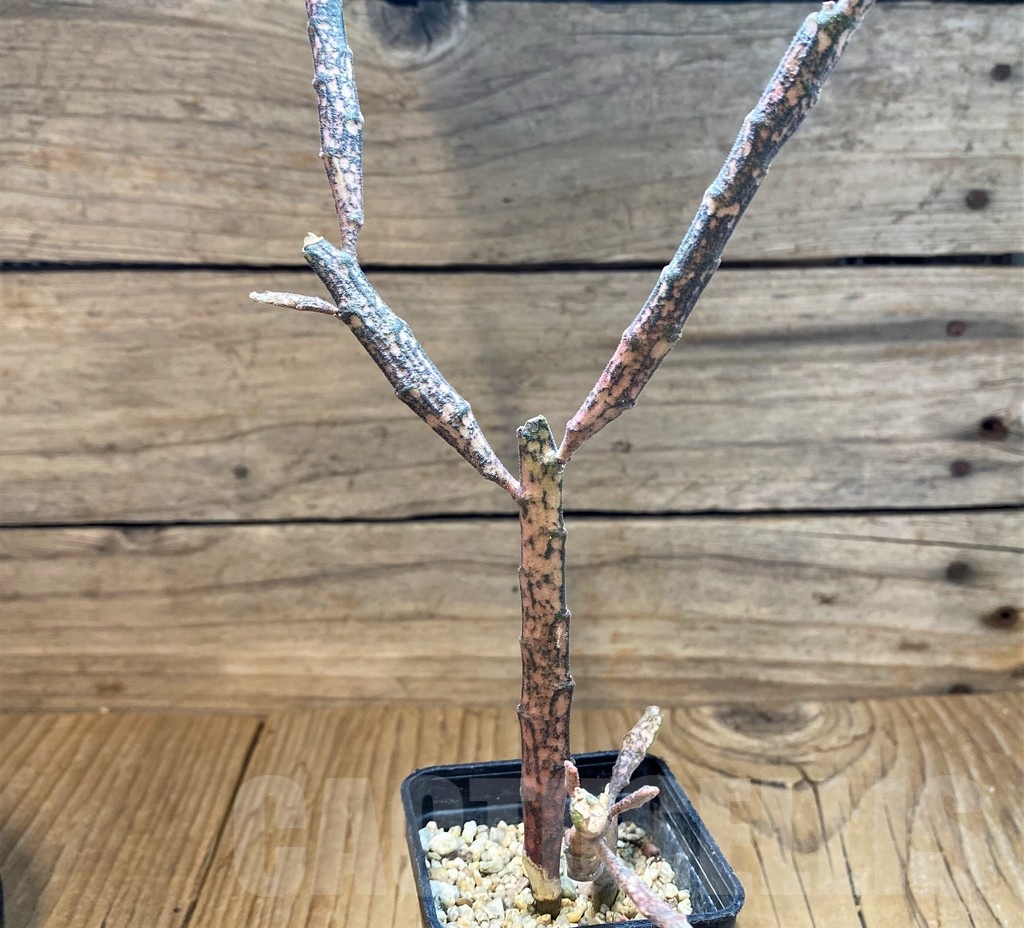 SH25131 Euphorbia platyclada