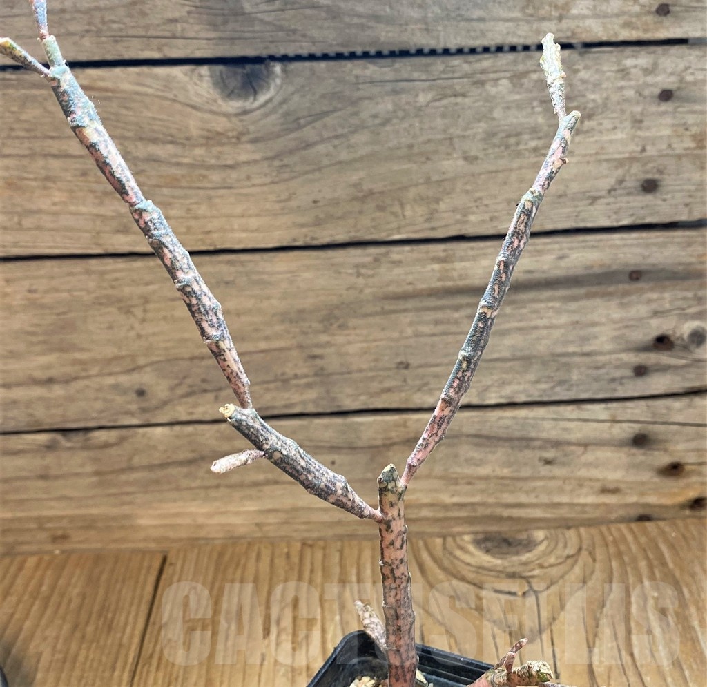 SH25131 Euphorbia platyclada – Bild 2