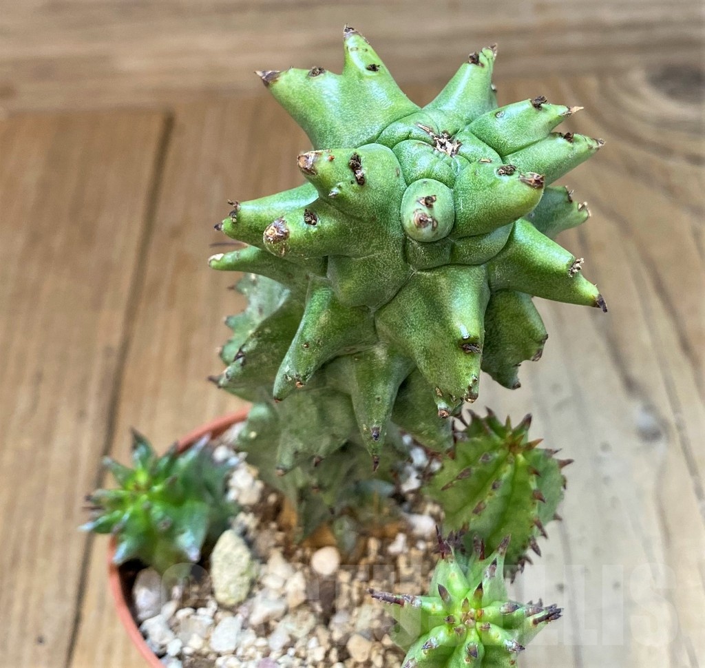 SH25132 Euphorbia horrida f. monstruosa - Image 3