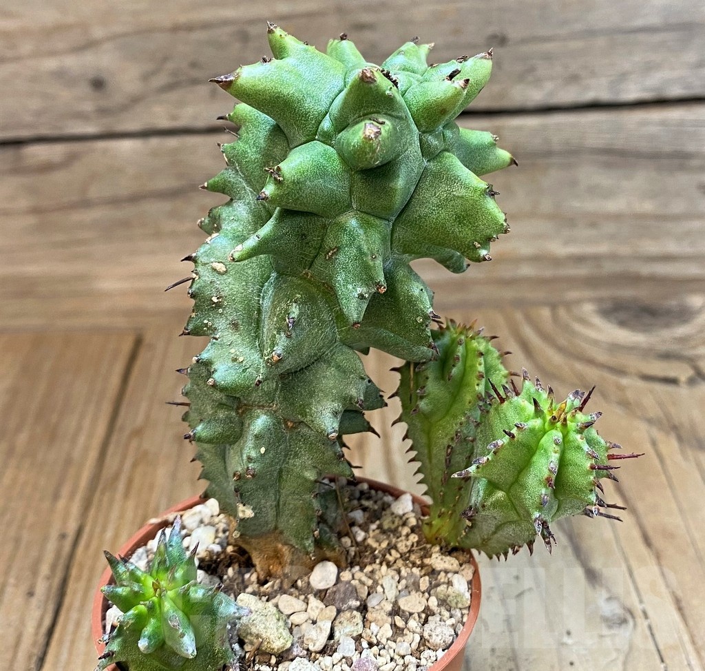 SH25132 Euphorbia horrida f. monstruosa - Image 2