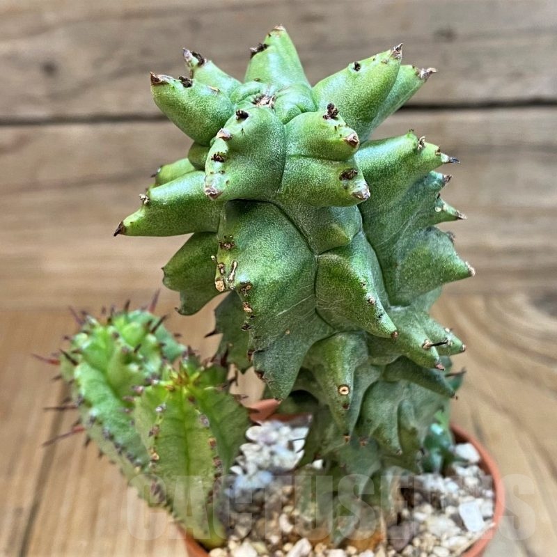 SH25132 Euphorbia horrida f. monstruosa