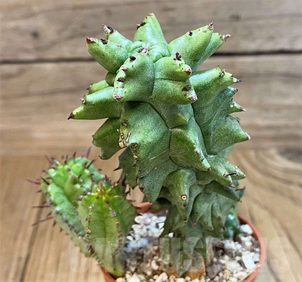 SH25132 Euphorbia horrida f. monstruosa