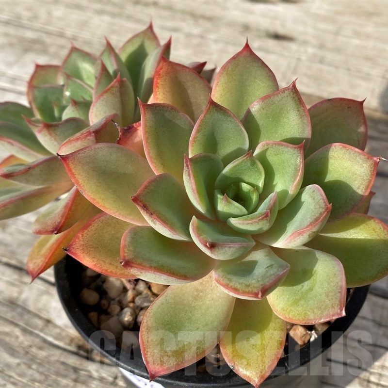 SH25096 Echeveria poldensis ‘Kevin’