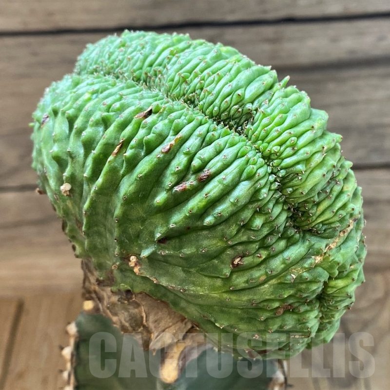 SH25133 Euphorbia obesa f. cristata, grafted