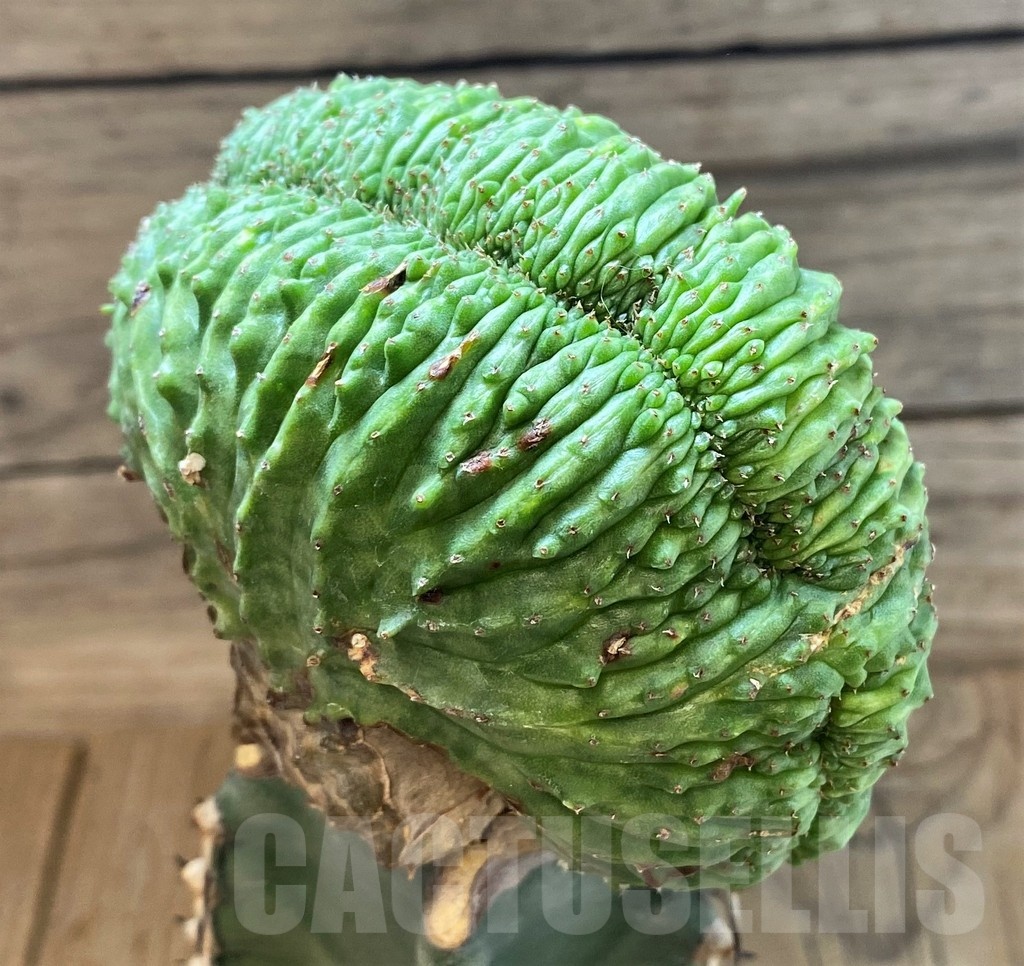 SH25133 Euphorbia obesa f. cristata, grafted