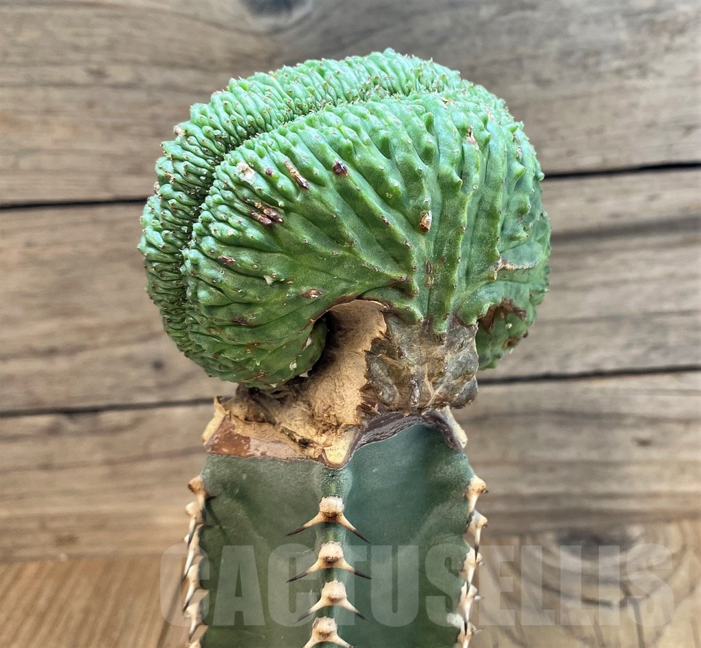 SH25133 Euphorbia obesa f. cristata, grafted – Bild 3